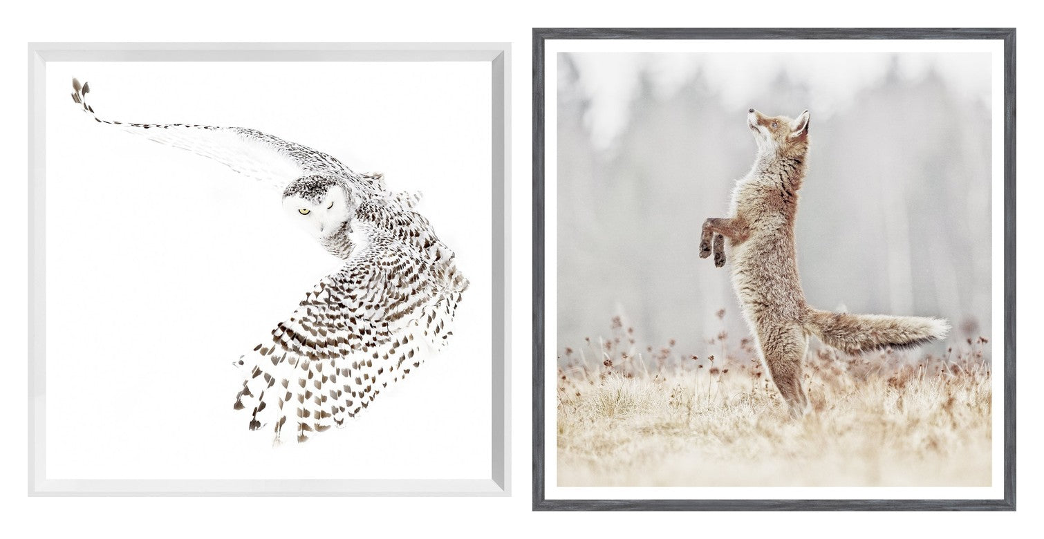 Snowy Owl & Fox on Alert Wildlife Pair Bundle