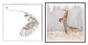 Snowy Owl & Fox on Alert Wildlife Pair Bundle