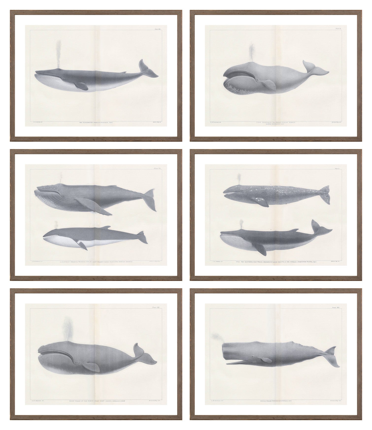 Vintage Whale Series Sextet Bundle