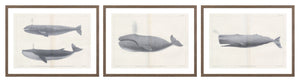 Vintage Whale Trio II (IV-VI) Bundle