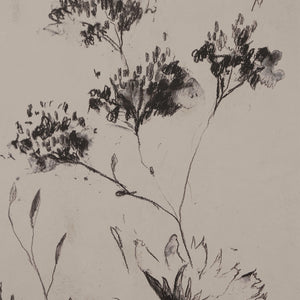 Adeline, floral sketch featuring delicate black and gray flowers on a light beige background.