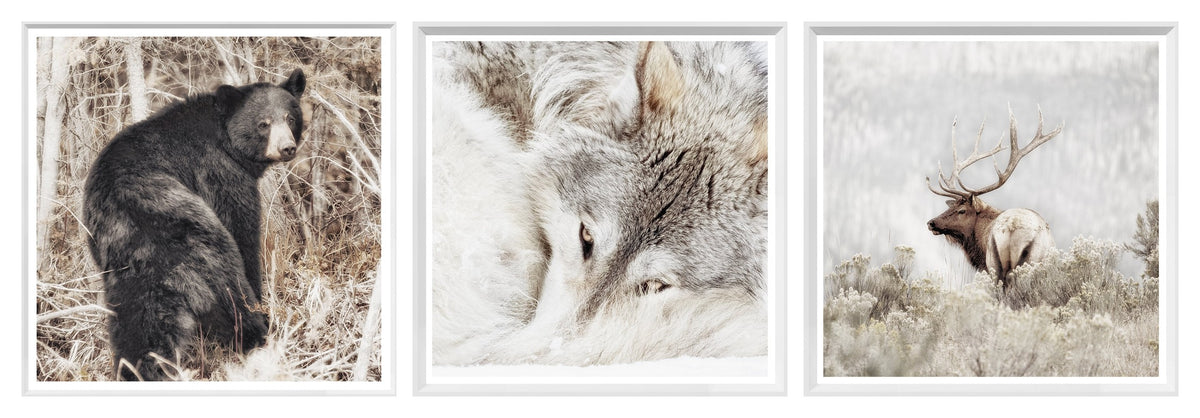 Wildlife Square Statement Trio Bundle